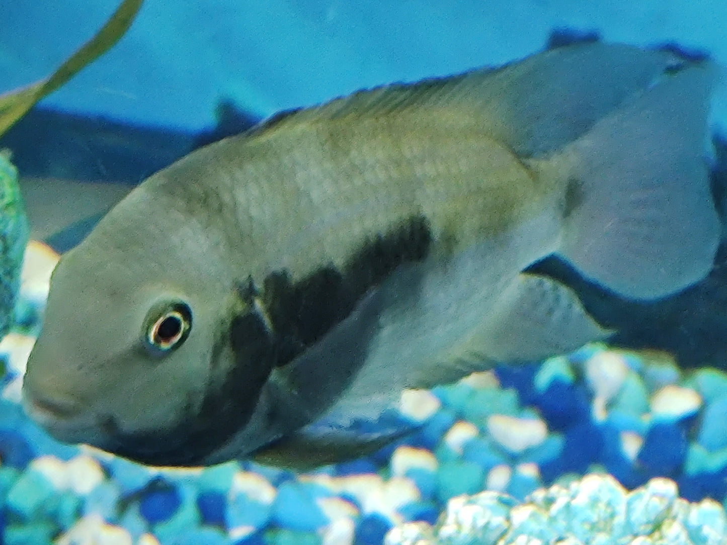 Honduran Red Point Cichlid (Amatitlania siquia)