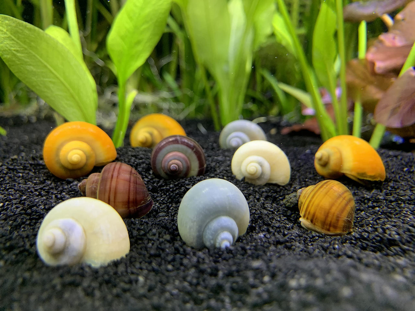 Assorted Mystery Snail (Pomacea bridgesii)