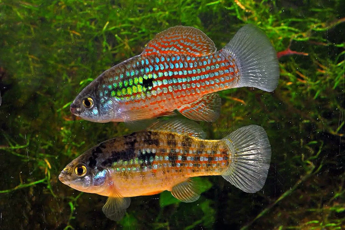 Florida Flagfish (Jordanella floridae)