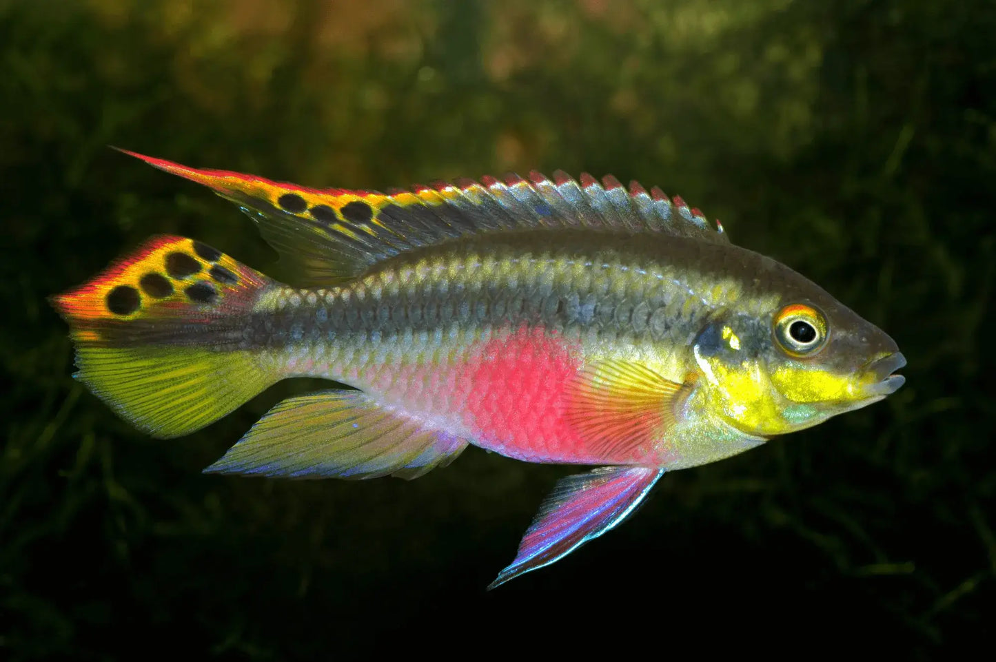 Rainbow Kribensis Cichlid (Pelvicachromis pulcher)