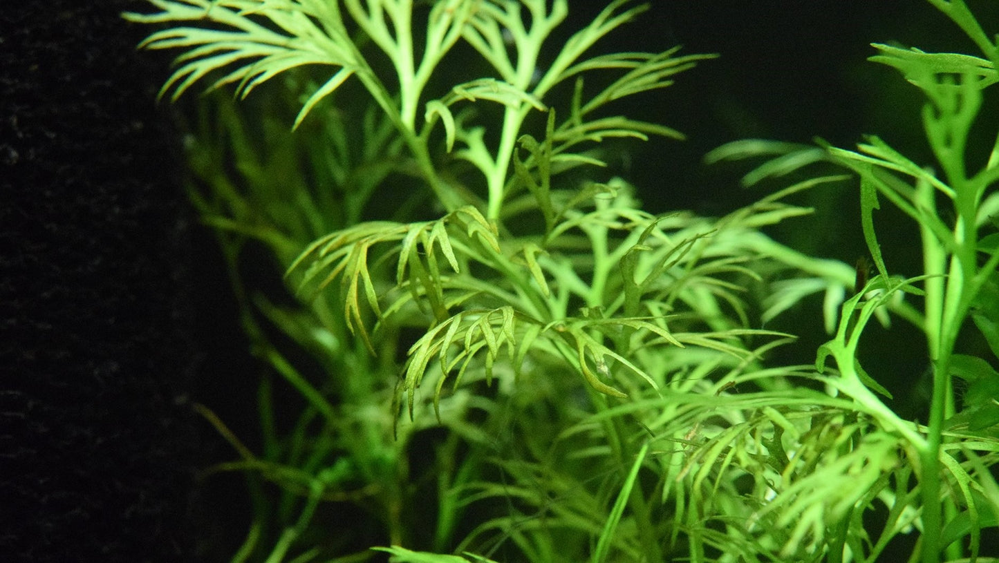 Water Sprite Fern (Ceratopteris sp.)