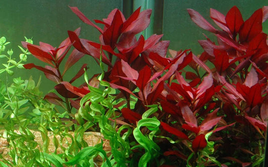 Dark Red Ludwigia