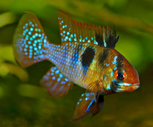 Blue Ram Cichlid (Mikrogeophagus ramirezi)