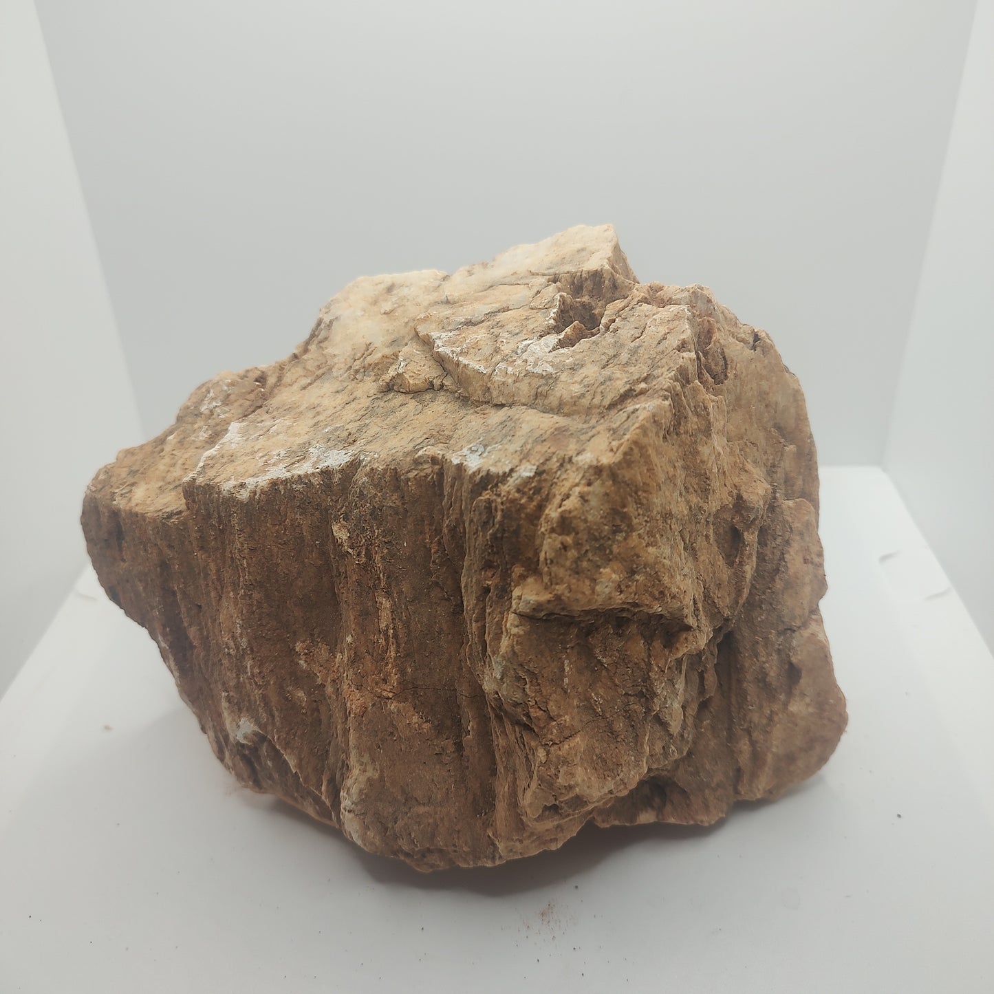 Large Petrified Wood (3.9kg)