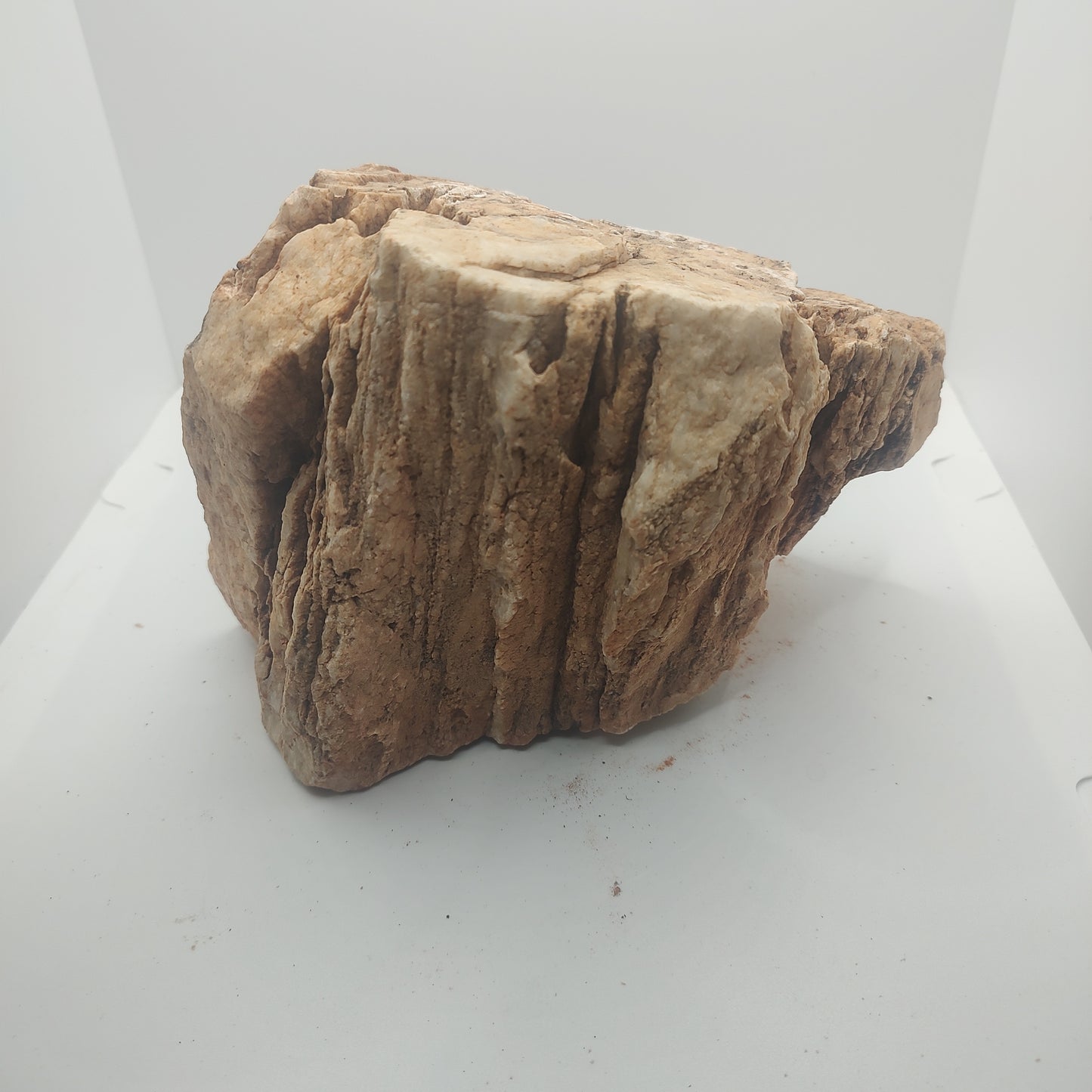 Large Petrified Wood (3.9kg)