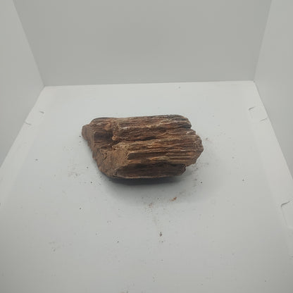 Small Petrified Wood (610g)