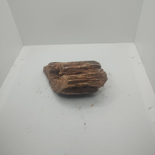 Small Petrified Wood (610g)