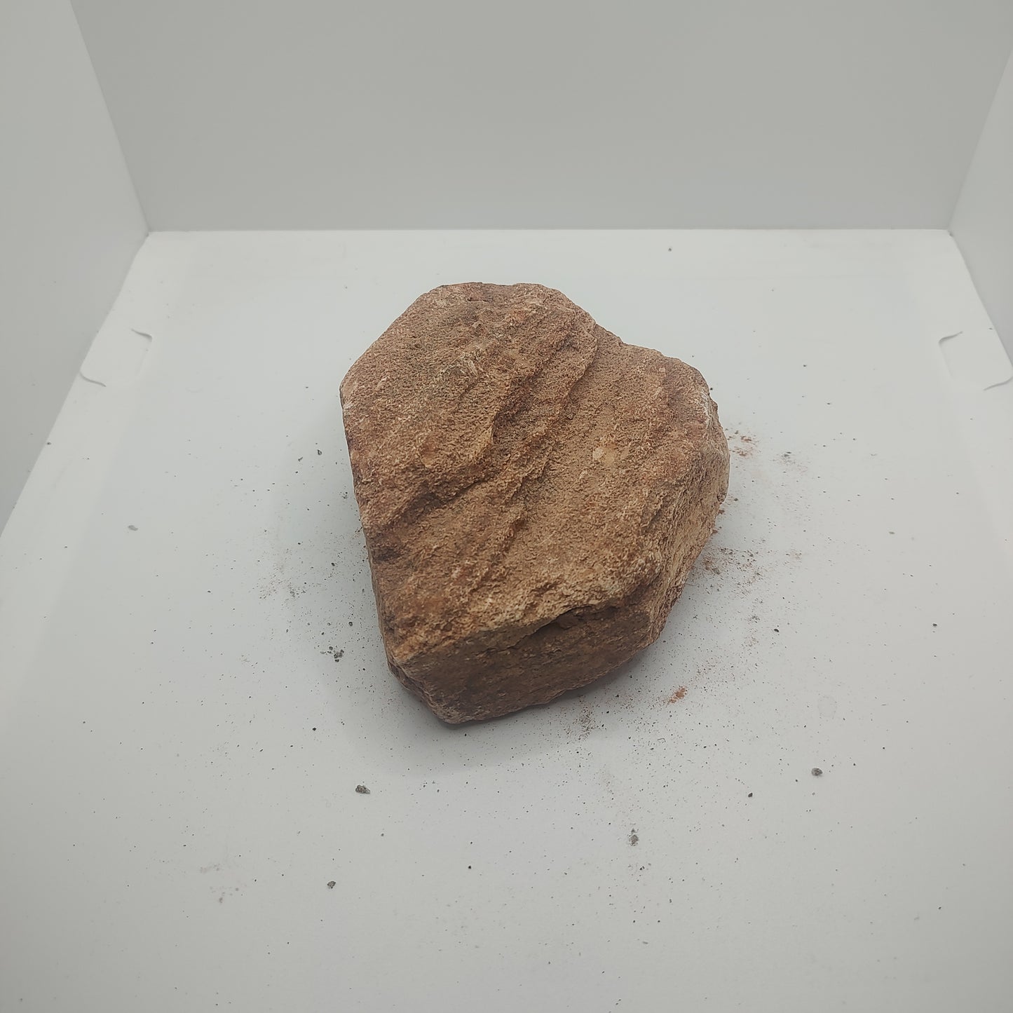 Small Petrified Wood (748g)