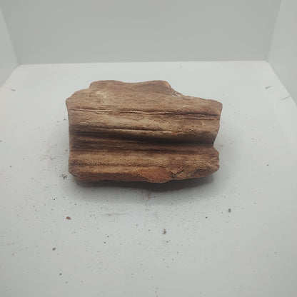 Small Petrified Wood (582g