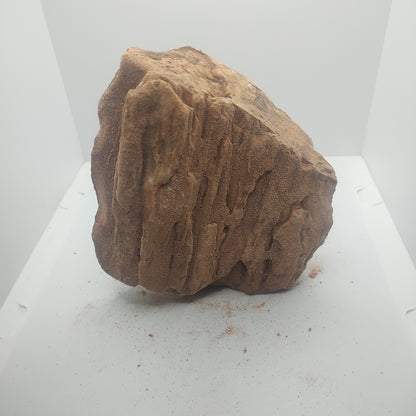 Large Petrified Wood (2.3kg)