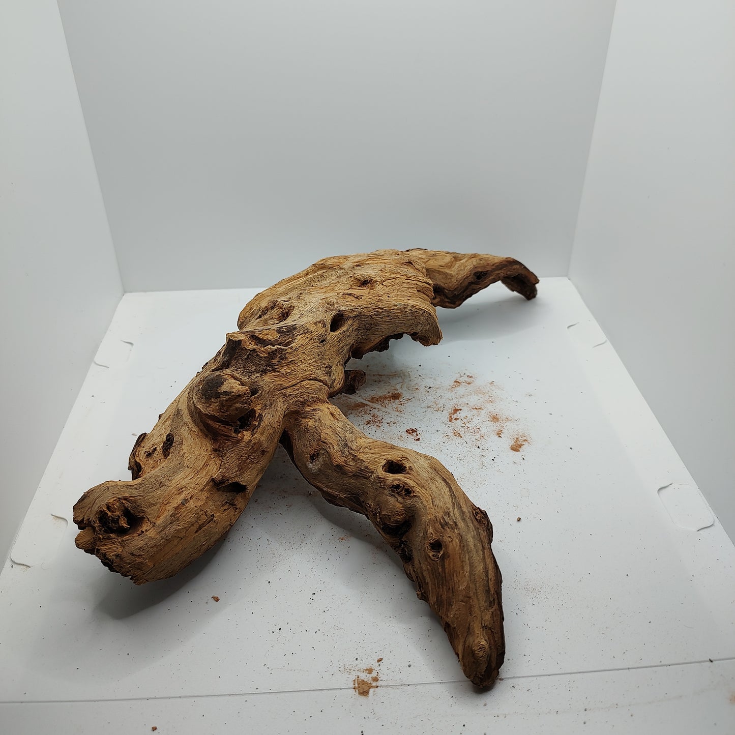 Medium 13" Claw Mopani Wood