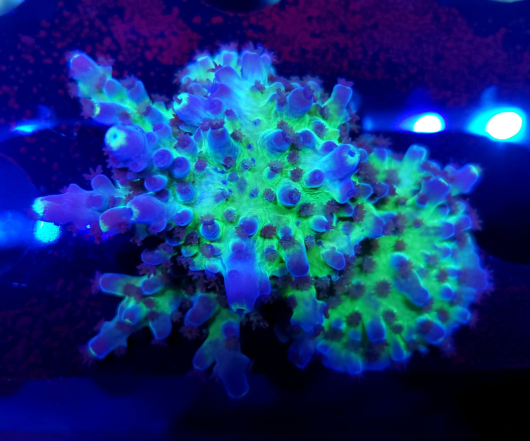 Cali Tort Acropora