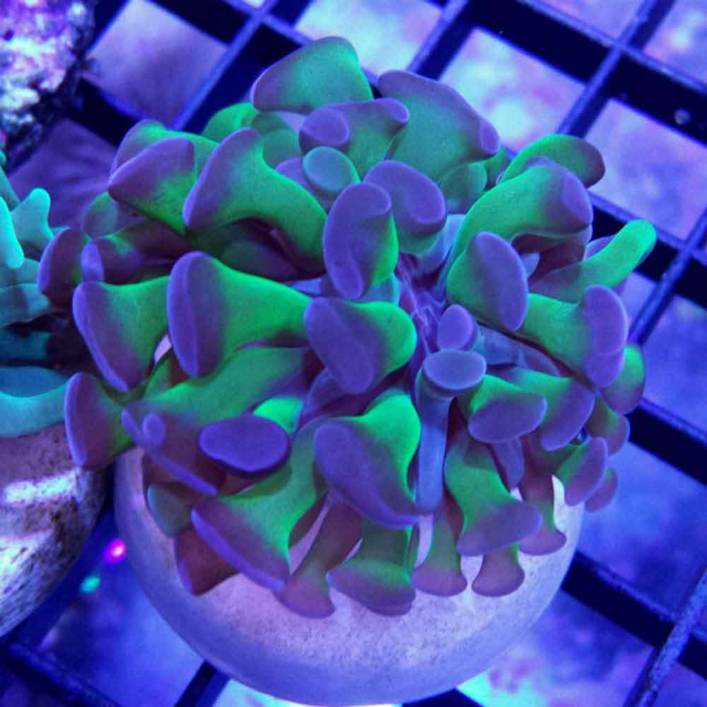 Purple Tip Green Stem Hammer