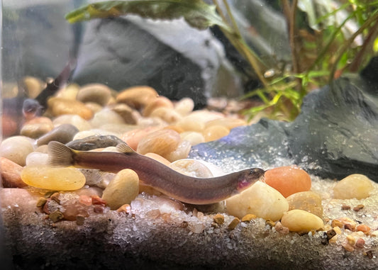 Kuhli Loach