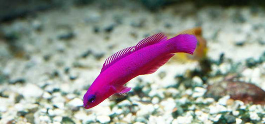 Magenta Dottyback (Pseudochromis porphyreus)