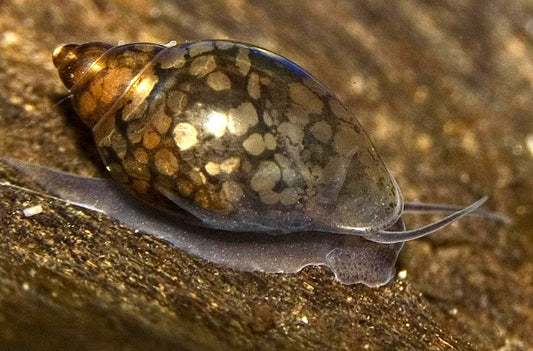 Assorted Feeder Snails