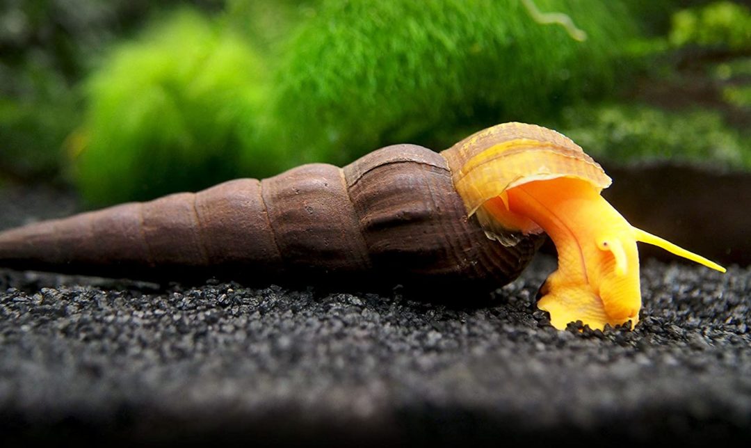 Rabbit Snail (Tylomelania gemmifera)