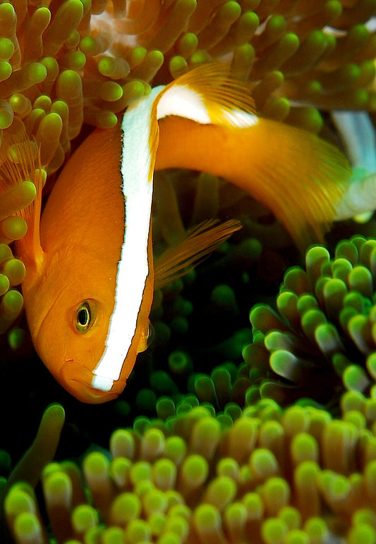 Skunk Clownfish