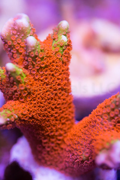 Forest Fire Digi Montipora