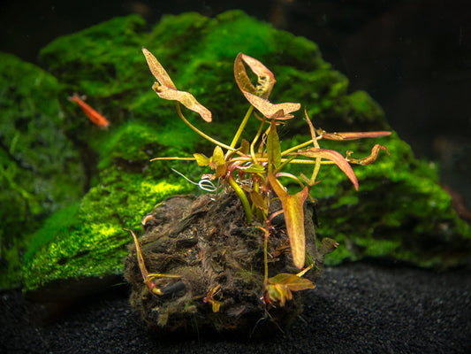 Dwarf Aquarium Lily (Nymphaea stellata)