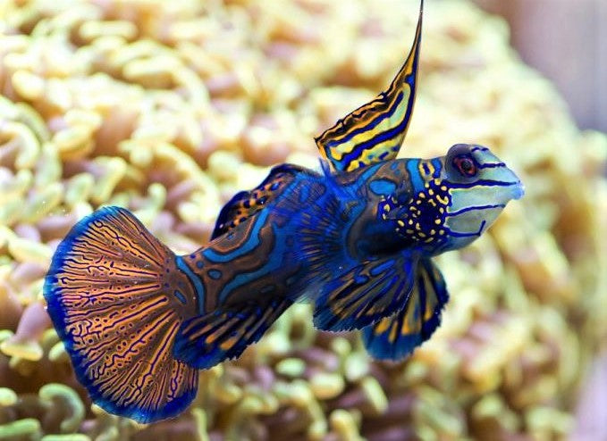 Green Mandarin Goby (Synchiropus splendidus)