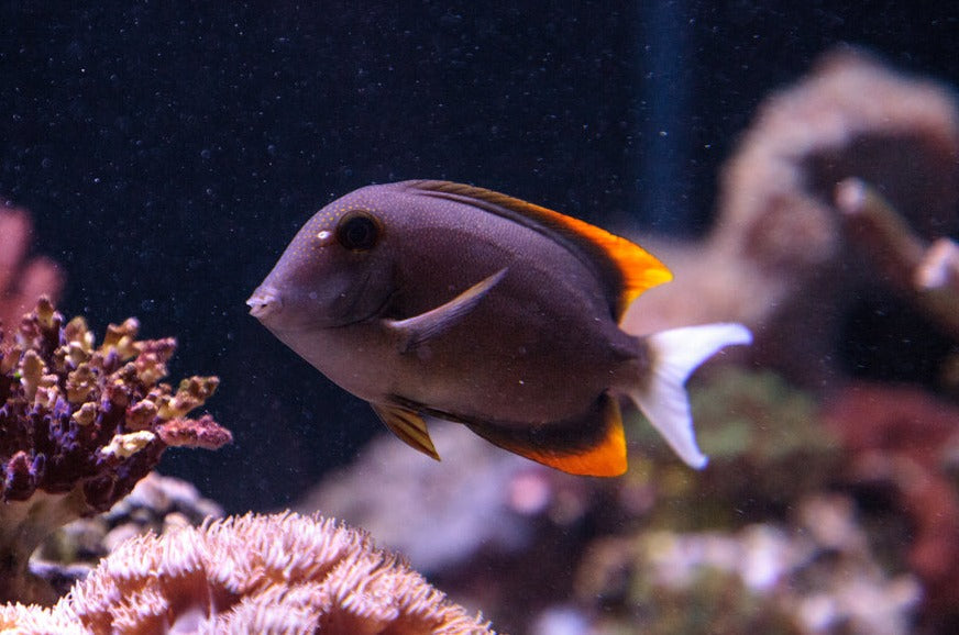 Flamefin Tang