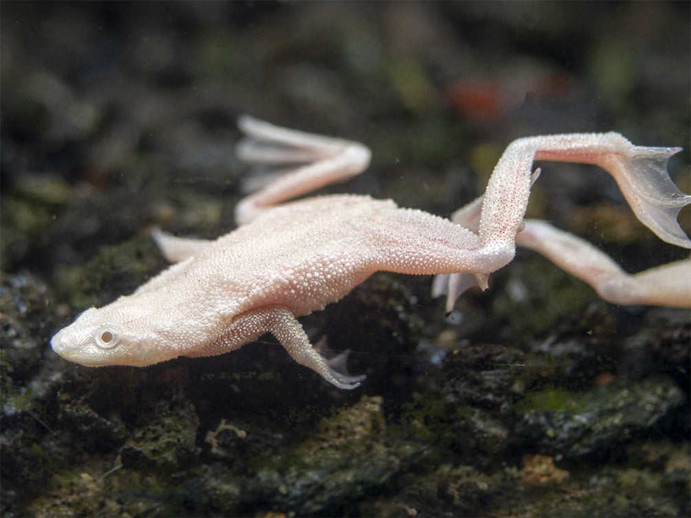 Platinum African Dwarf Frog (Hymenochirus boettgeri)