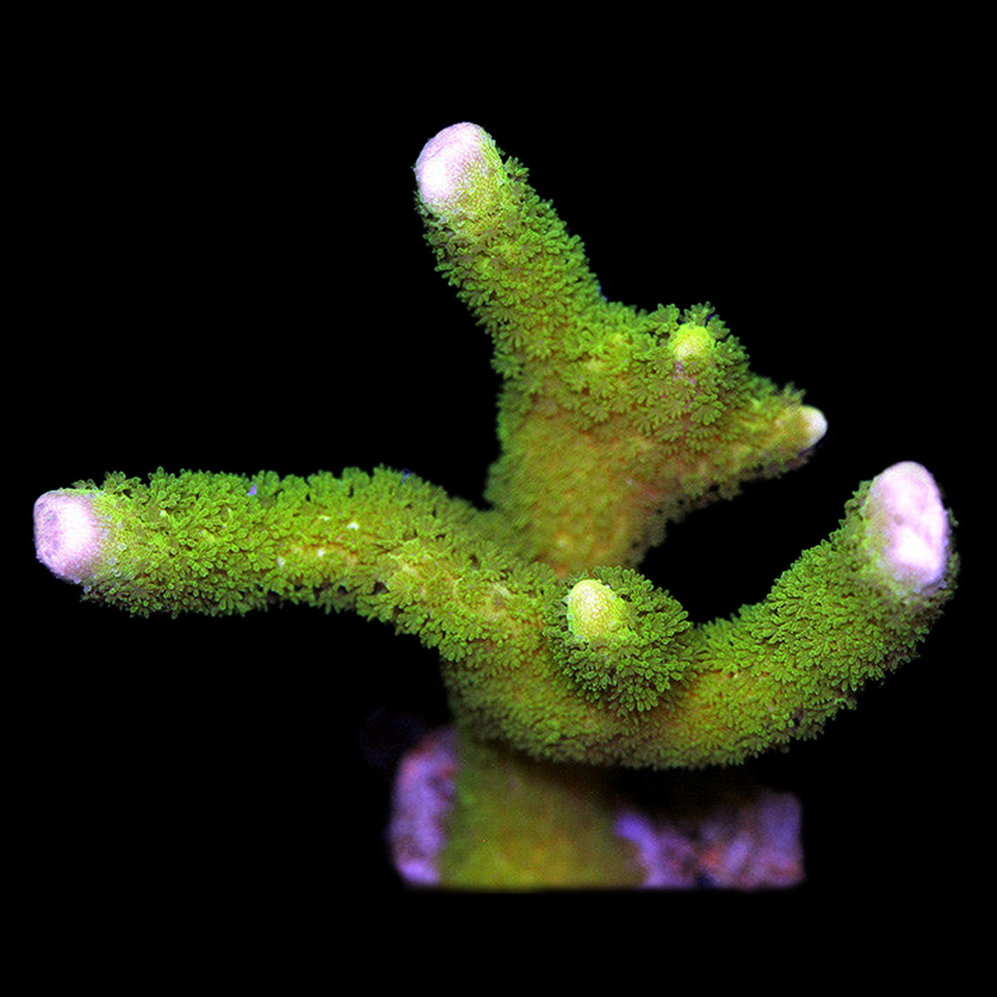 Green Digi Montipora