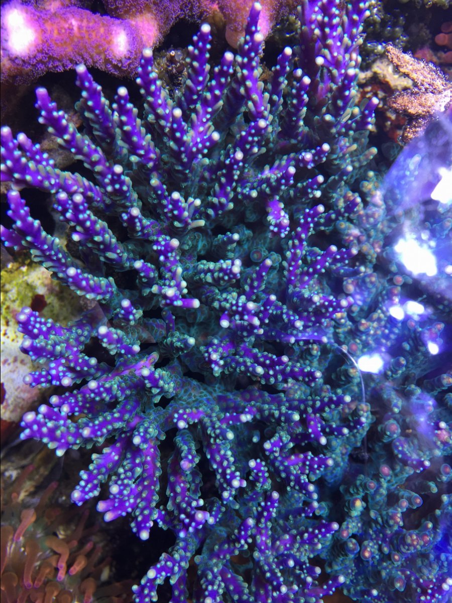 Green w/Purple Tip Stag Acropora Formosa