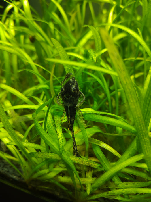 Lemondrop Bristlenose Pleco (Ancistrus Sp.)