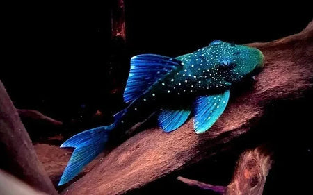 Blue Phantom Pleco