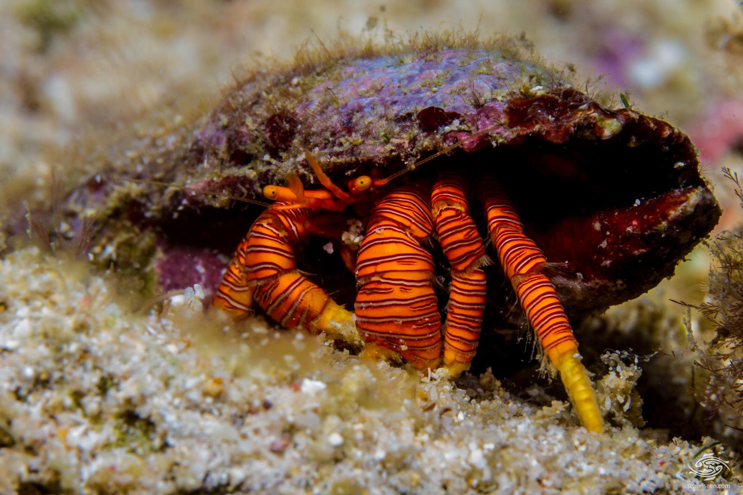 Halloween Hermit Crab