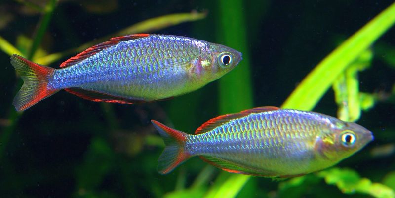 Neon Dwarf Rainbowfish