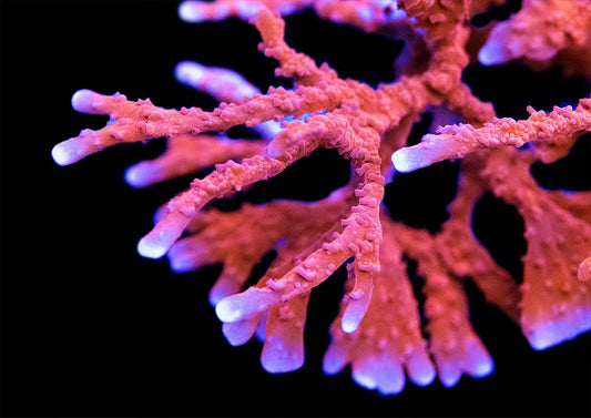 Manilla Spy Montipora