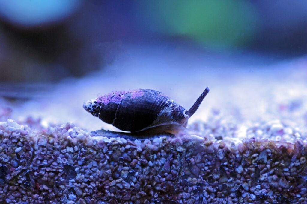 Nassarius Snail (Nassarius Vibex)