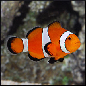 Ocellaris Clownfish