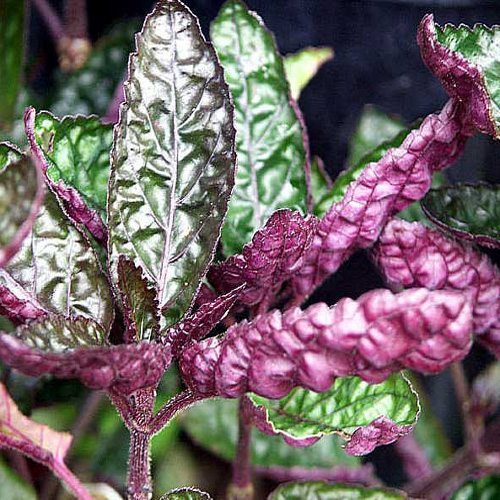 Purple Waffle (Hemigraphis alternata)