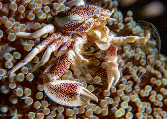 Porcelain Crab