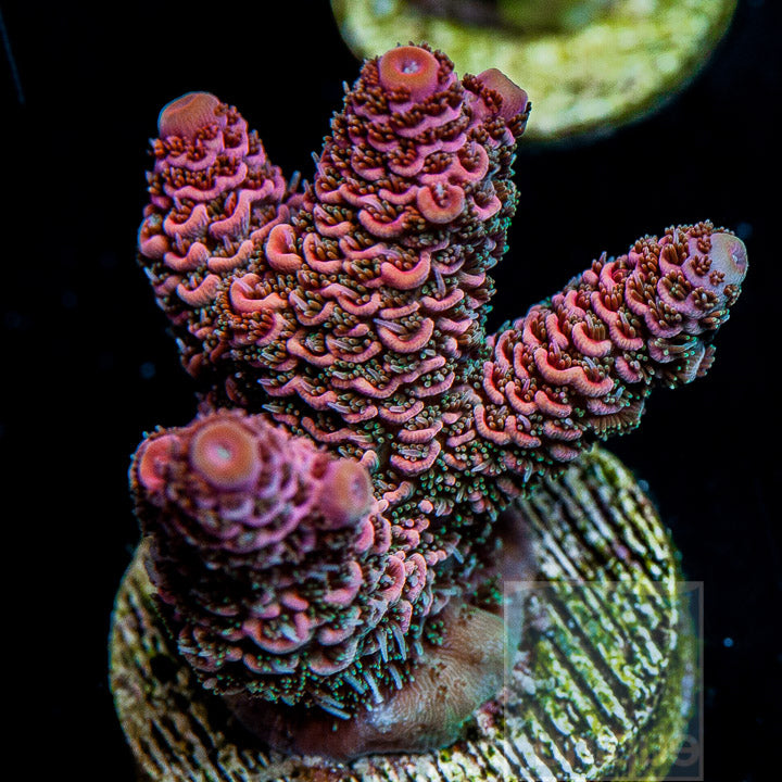 Millepora Acropora