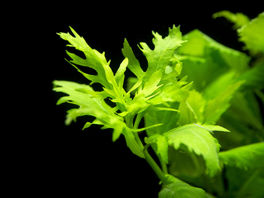 Water Wisteria (Hygrophila difformis)