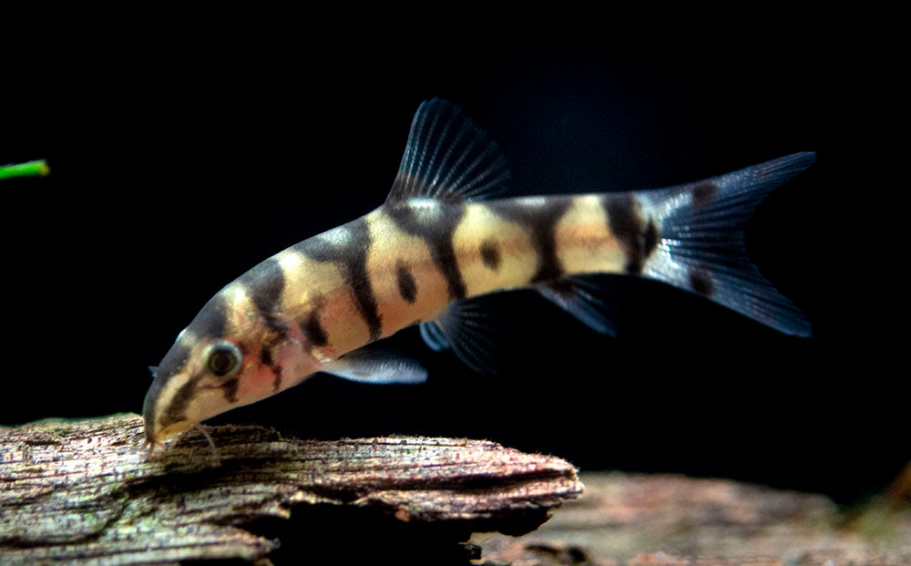 Yo-yo Loach (Botia almorhae) – Blue Ram Aquatics