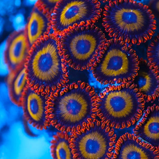 Fruit Loops Zoanthid