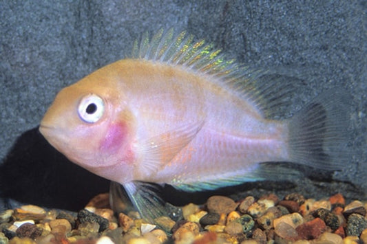 Convict Cichlid (Amatitlania nigrofasciata)