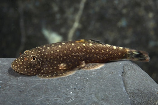 Borneo Sucker (Gastromyzon punctulatus)