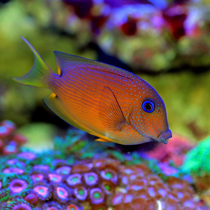 Blue Eyed Tang (Ctenochaetus Binotatus)