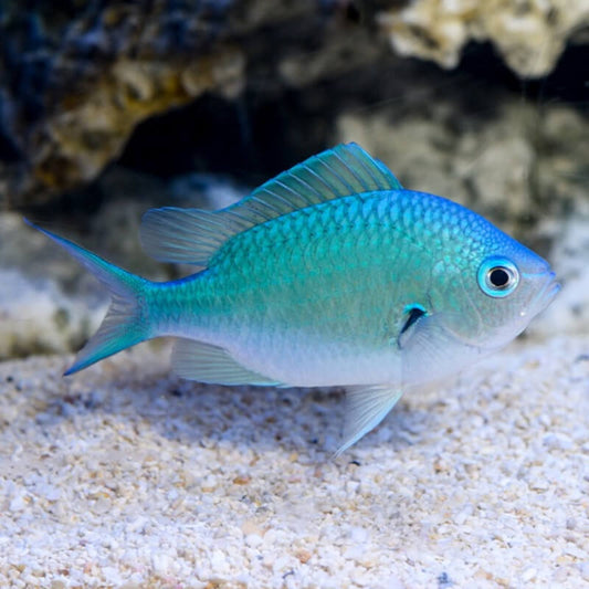 Green Chromis (Chromis viridis)