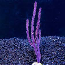 Purple Sea Whip Gorgonian