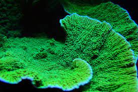 Green Cap Montipora