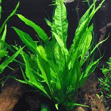 Java Fern (Microsium pteropus)