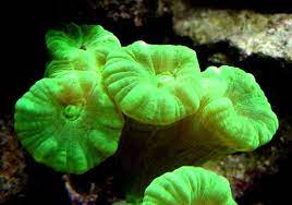 Green Trumpet Caulastrea